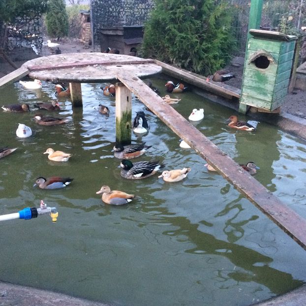  - Rate Micul Atlantic Galben