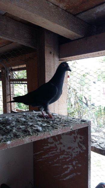  - 1111111 Porumbei voiajori negrii 2016