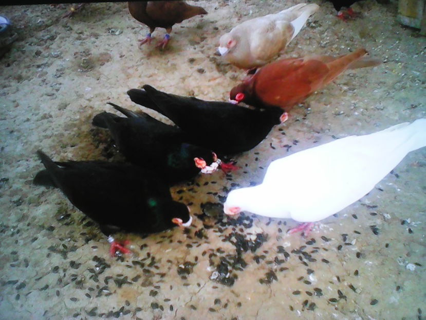  - B E R B E R I  ---    BARBS  PIGEONS