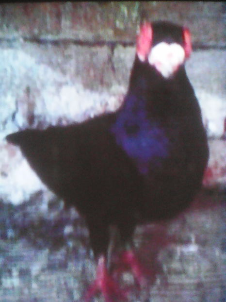  - B E R B E R I  ---    BARBS  PIGEONS