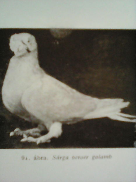 Dr Peterfi Stefan CRESTEREA PORUMBEILOR 1963 - B E R B E R I  ---    BARBS  PIGEONS