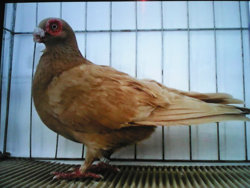  - B E R B E R I  ---    BARBS  PIGEONS