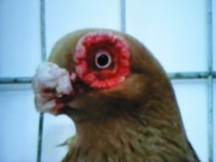  - B E R B E R I  ---    BARBS  PIGEONS