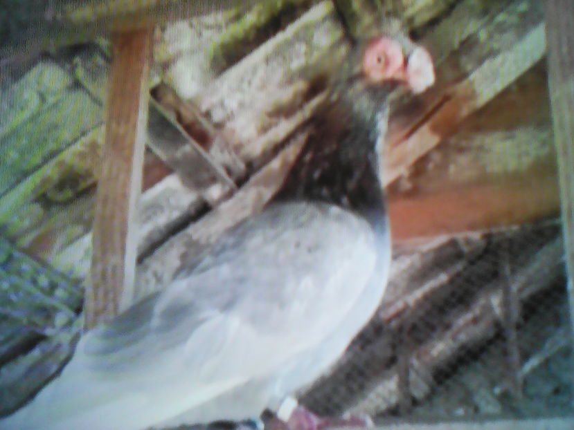 BERBER  ARGINTIU  BEIUS - B E R B E R I  ---    BARBS  PIGEONS