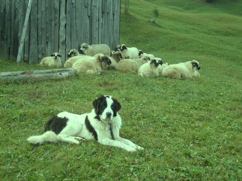 Copy (12) of S6301371 - ciobanesc de bucovina cu oile