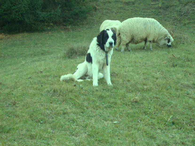 Copy (3) of S6301402 - ciobanesc de bucovina cu oile