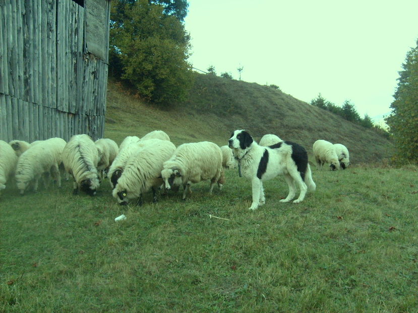 Copy of S6301414 - ciobanesc de bucovina cu oile