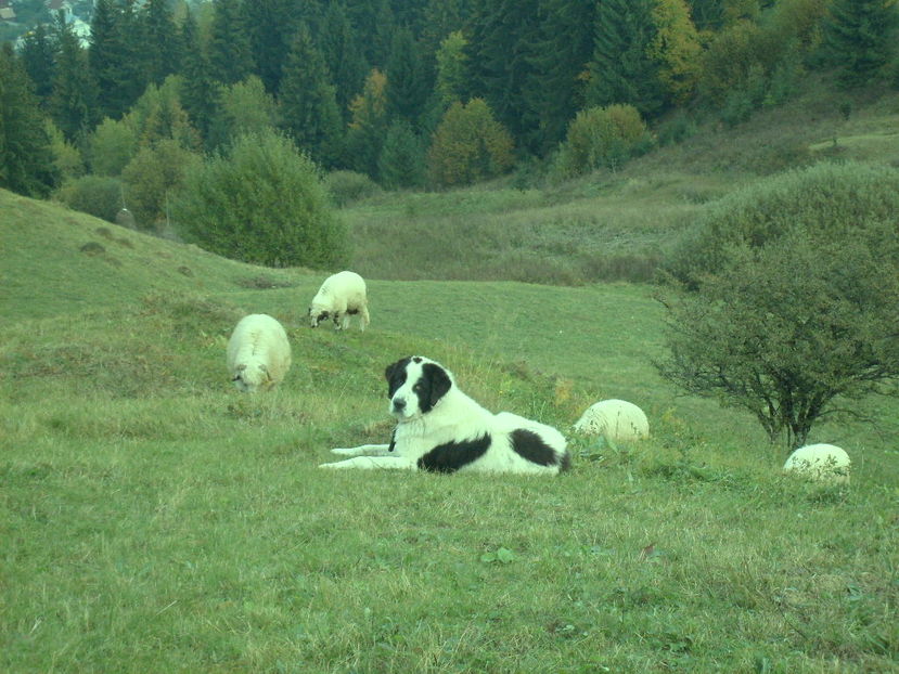 Copy (10) of S6301383 - ciobanesc de bucovina cu oile