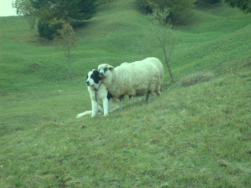 Copy (2) of S6301404 - ciobanesc de bucovina cu oile