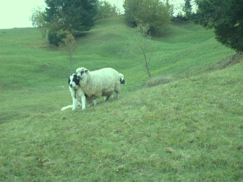 Copy (2) of S6301406 - ciobanesc de bucovina cu oile