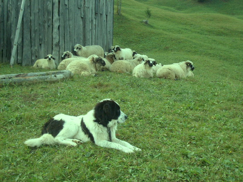 Copy (12) of S6301370 - ciobanesc de bucovina cu oile