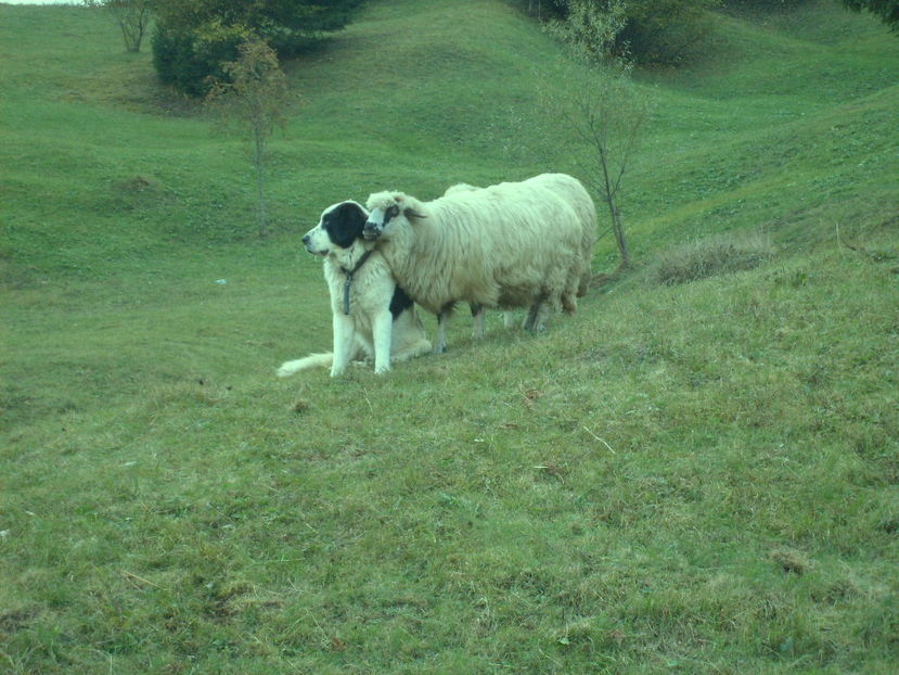 Copy (2) of S6301403 - ciobanesc de bucovina cu oile