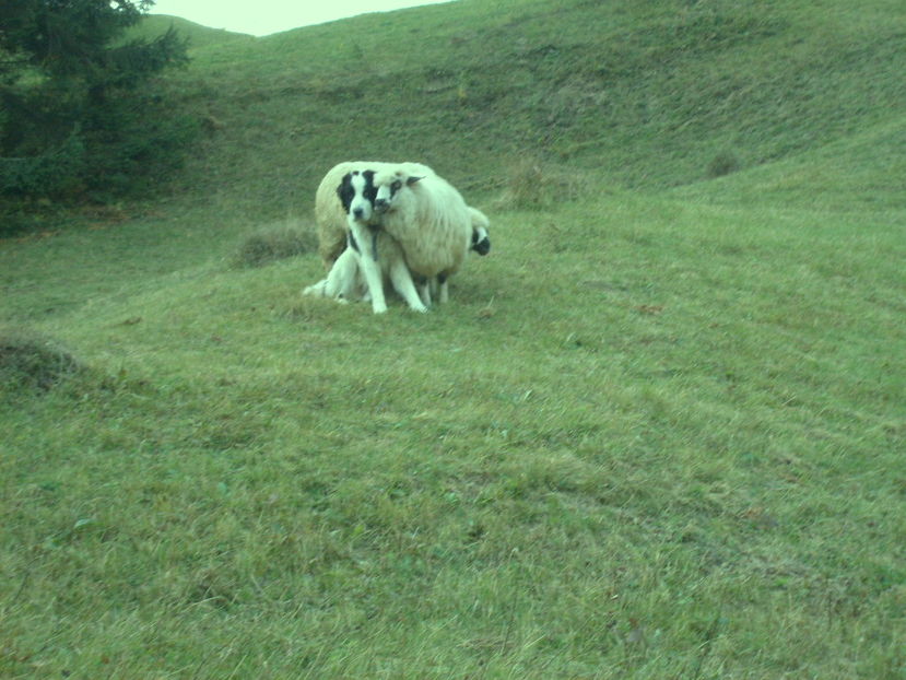 Copy of S6301411 - ciobanesc de bucovina cu oile