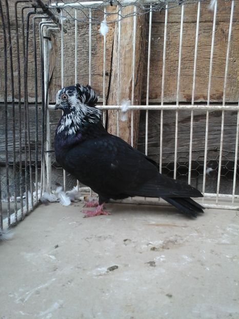 M - porumbei vanduti