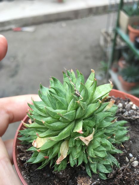 Haworthia marumiana - haworthia