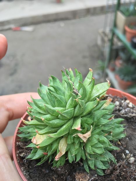 Marumiana - haworthia