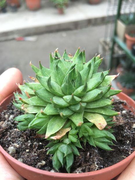Haw marumiana - haworthia