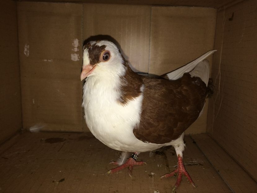 10837_1 - tineret 2016