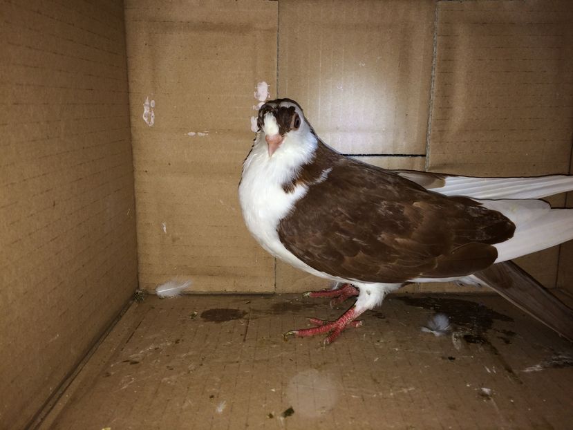 10837_2 - tineret 2016