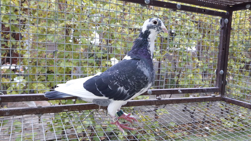 Mascul Buijk x Batenburg