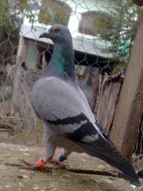 femela cu acest ochi