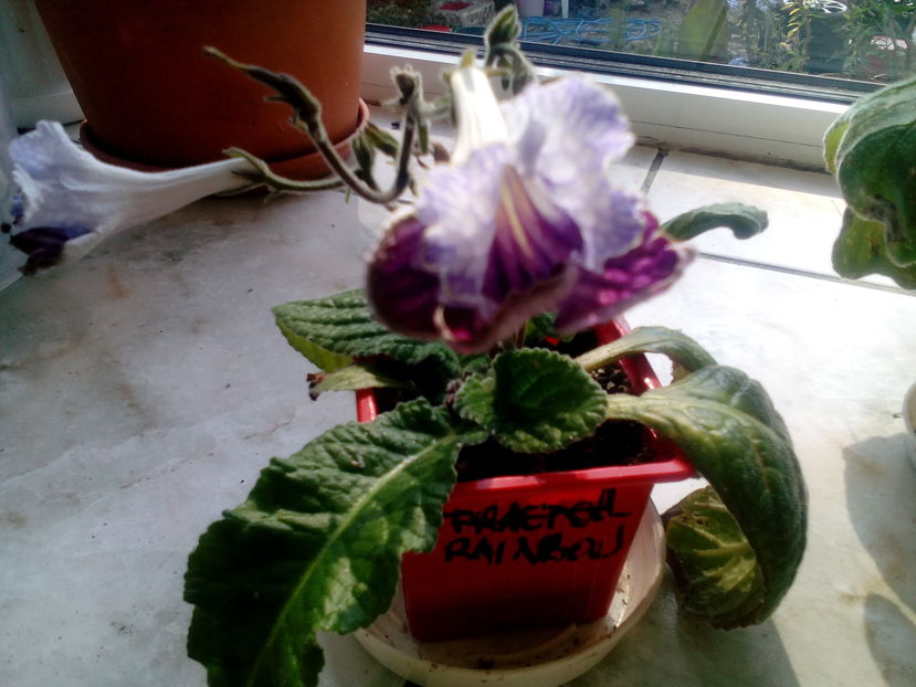  - Streptocarpusi 2016