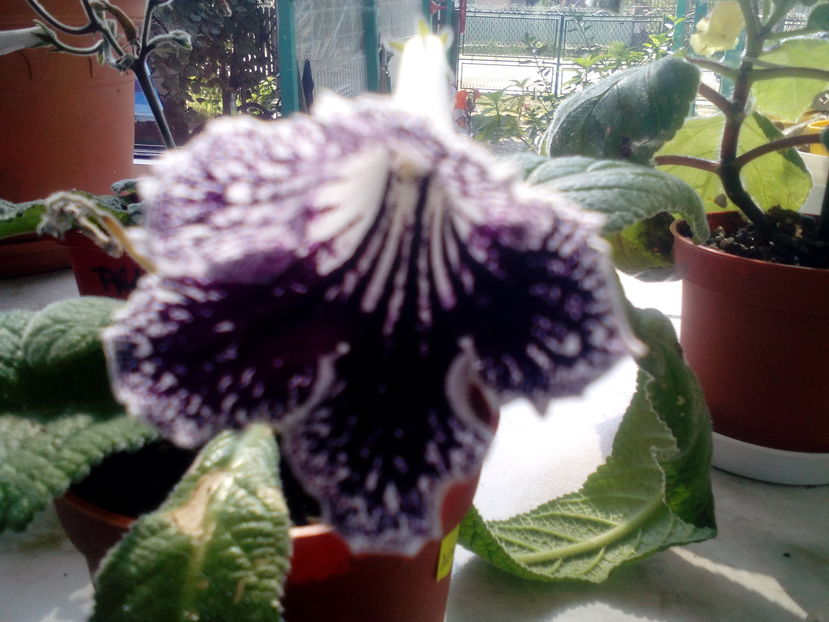  - Streptocarpusi 2016