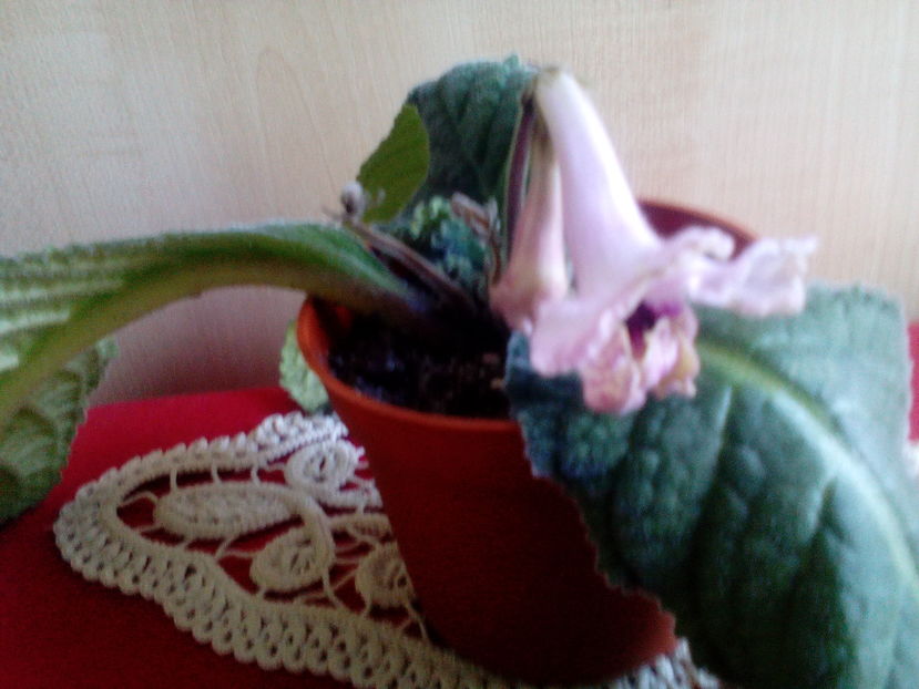  - Streptocarpusi 2016