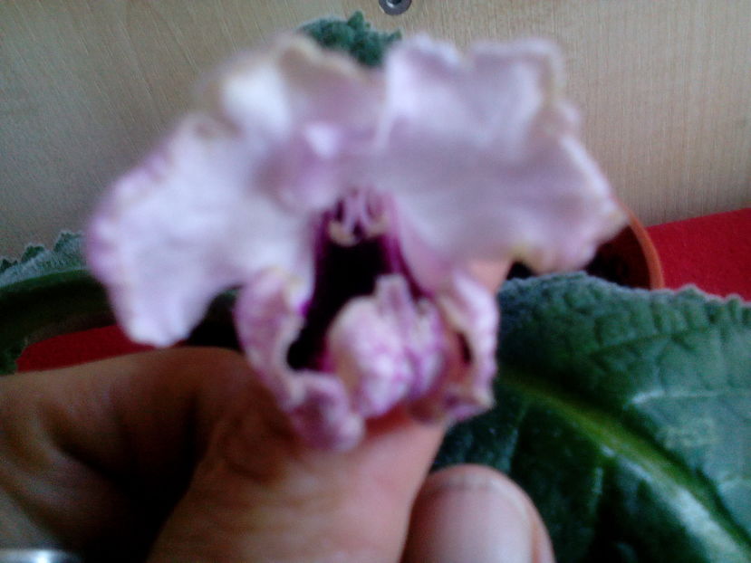  - Streptocarpusi 2016