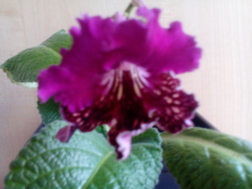  - Streptocarpusi 2016