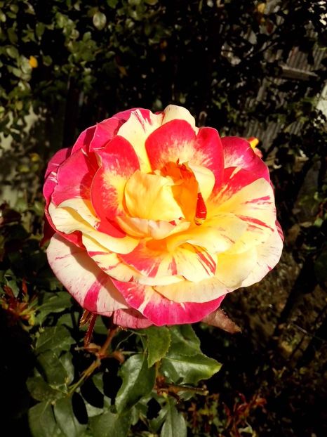 camille pissaro - 0 TRANDAFIRI 2016