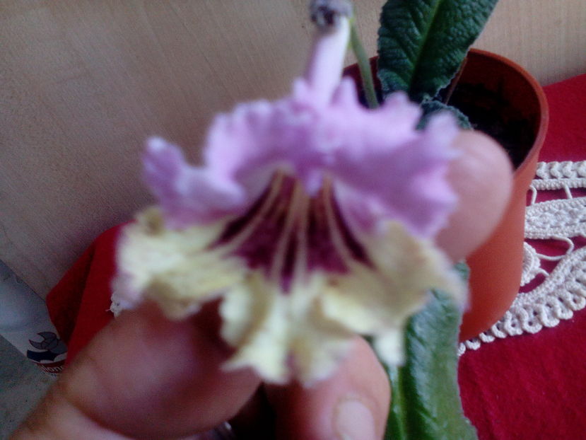  - Streptocarpusi 2016