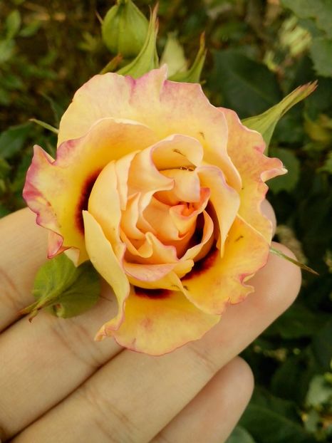 eyes for you - 0 TRANDAFIRI 2016