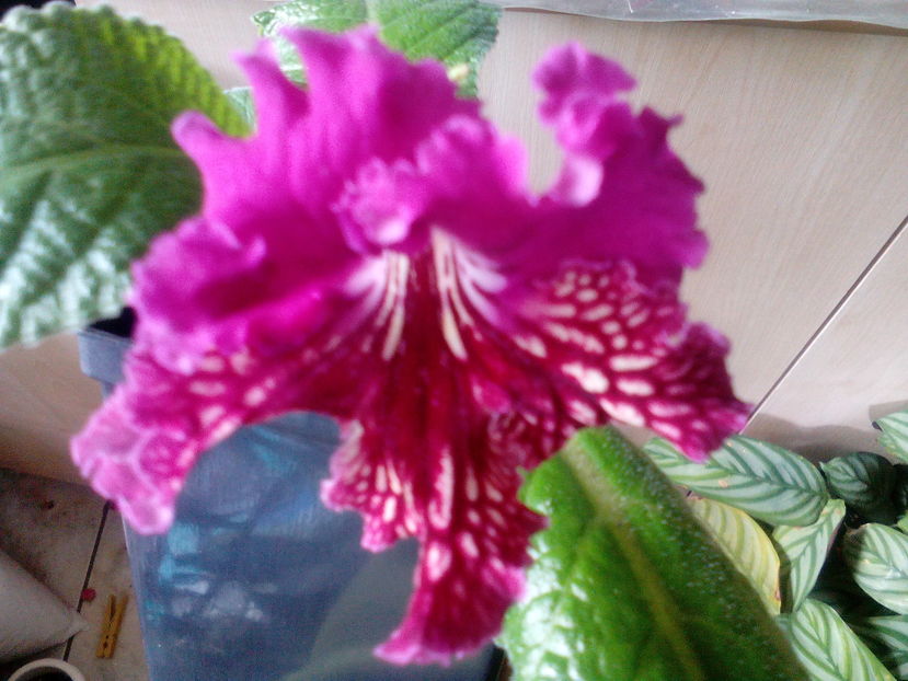  - Streptocarpusi 2016