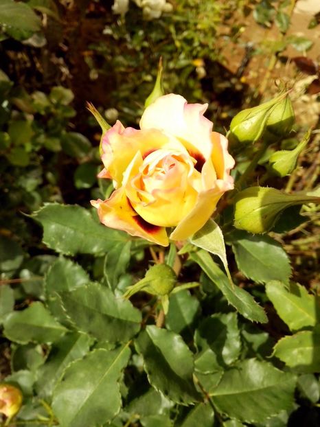 eyes for you - 0 TRANDAFIRI 2016