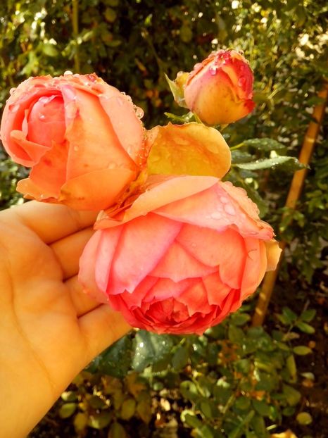 first lady - 0 TRANDAFIRI 2016