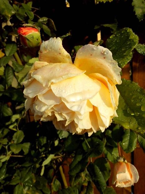 c.p.m. - 0 TRANDAFIRI 2016