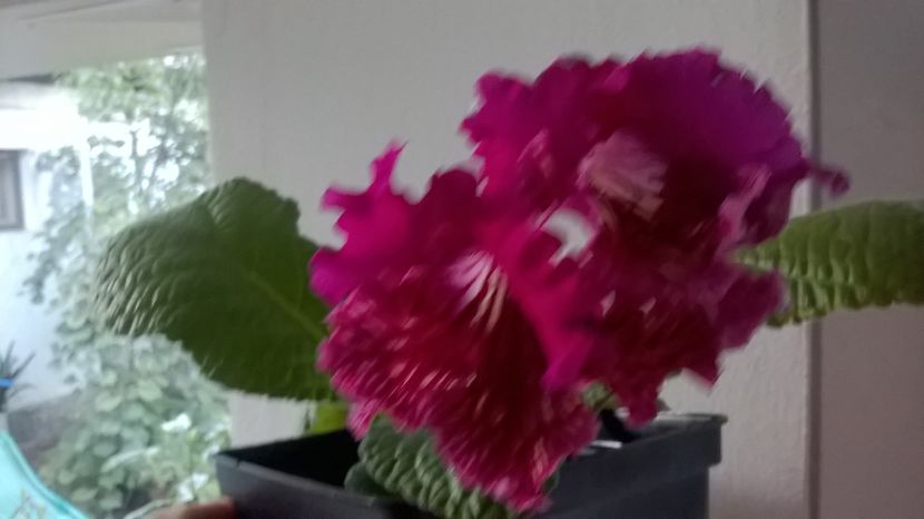  - Streptocarpusi 2016