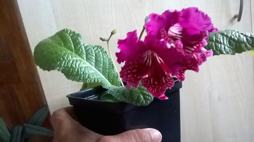  - Streptocarpusi 2016