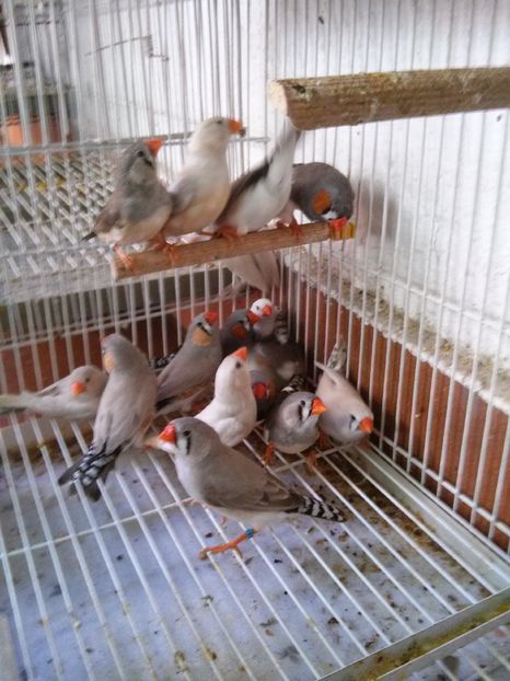 Diamantes mandarin