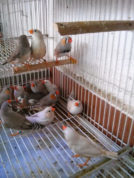 Diamantes mandarin