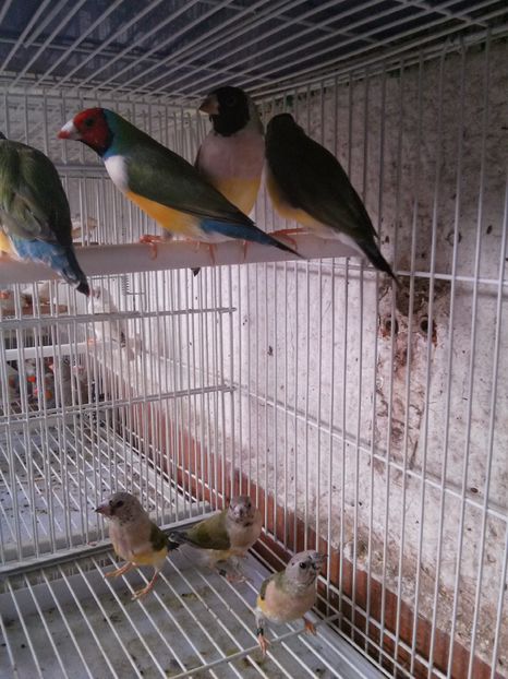 Diamantes de gould