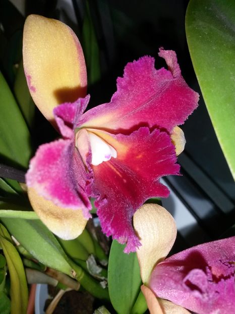 cattleya galben cu mov 2016.10.21