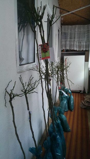 plangatori si port inalt