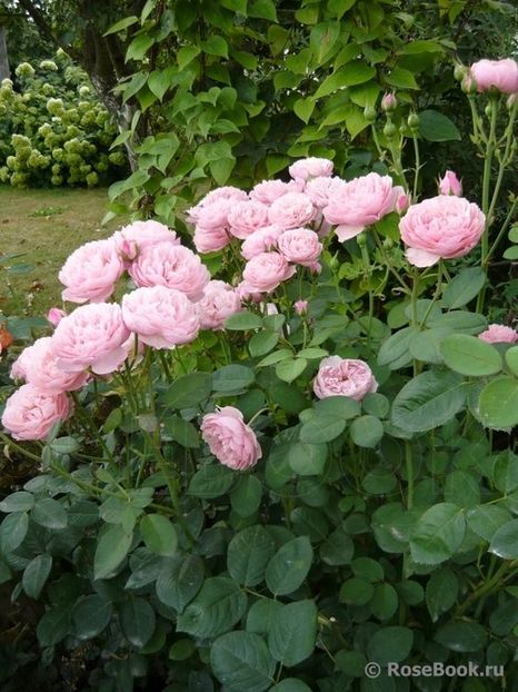 the alnwick rose - trandafiri