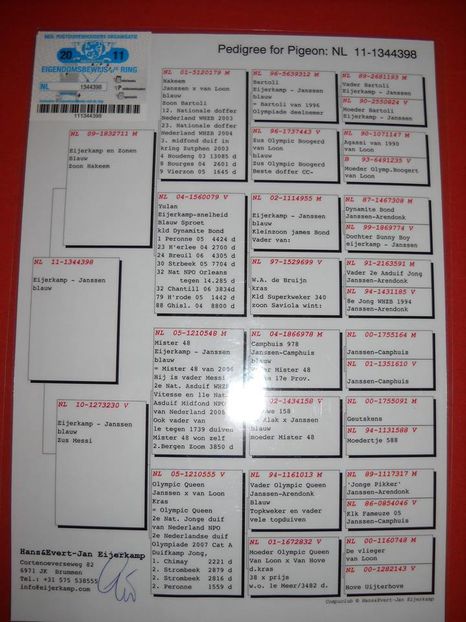 NL 11-1344398 PEDIGREE TATA