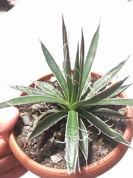 Agava shidigera black Widow - Colectia mea de agave