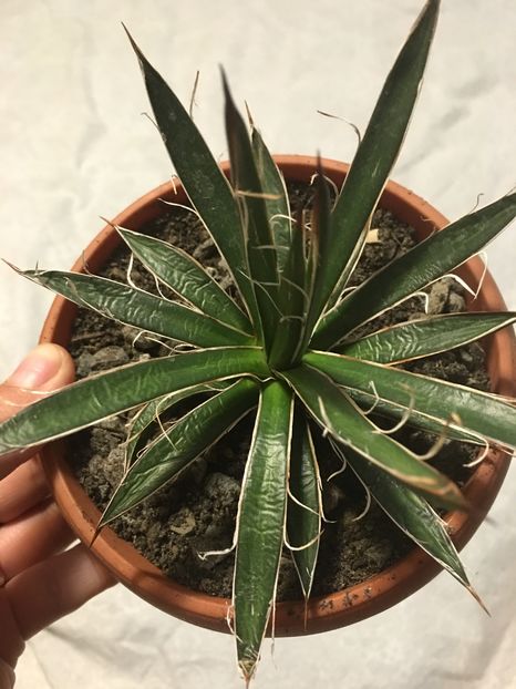 image - Colectia mea de agave