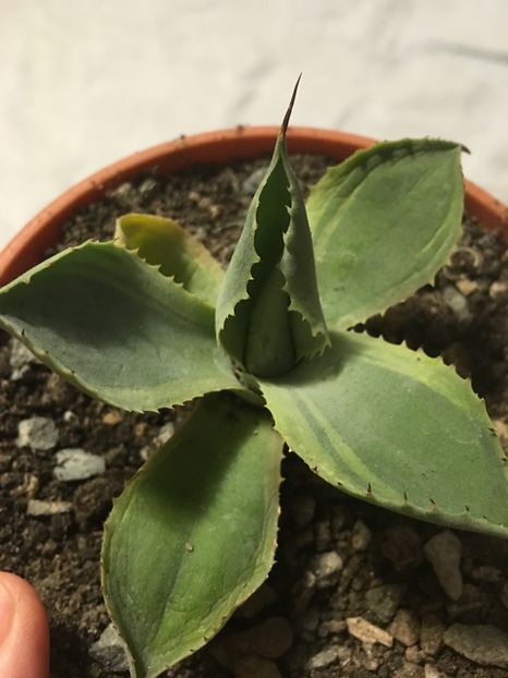 Agava potatorum tredewind - Colectia mea de agave