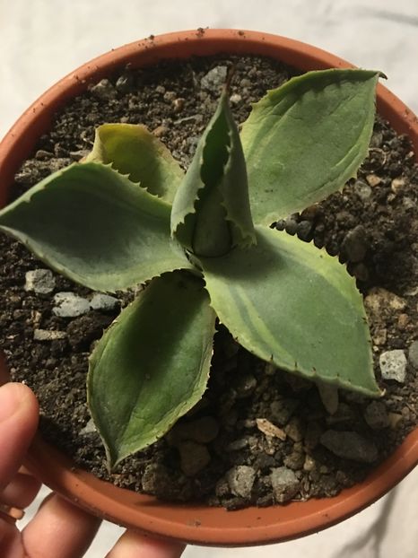 image - Colectia mea de agave